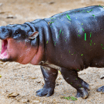 Moo Deng s’envole de 173 % et s’empare du haut du classement sur Bitvavo