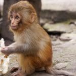 Le singe viral d’Instagram « Punch » lance sa propre crypto, le cours bondit de 20 000 %