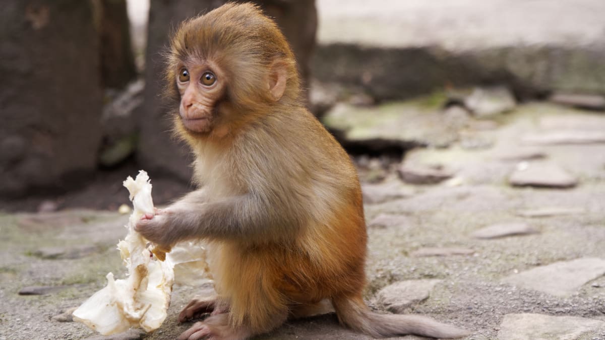 Le singe viral d’Instagram « Punch » lance sa propre crypto, le cours bondit de 20 000 %