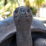 Un memecoin Solana annonce la mort d’une tortue de 194 ans, mais elle est bien vivante