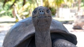 Un memecoin Solana annonce la mort d’une tortue de 194 ans, mais elle est bien vivante
